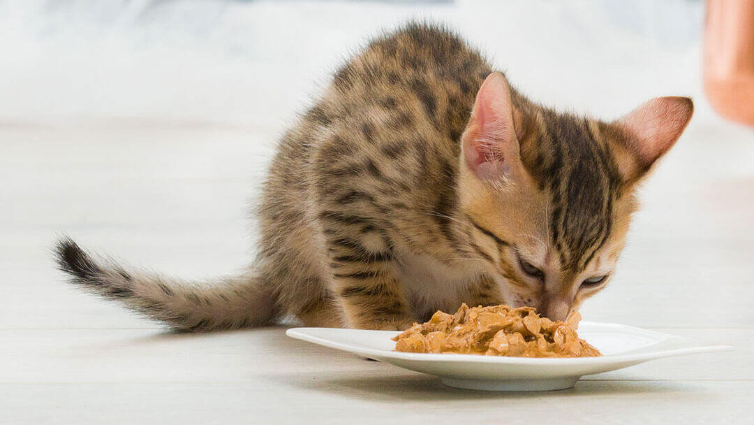 How old do kittens have to be to start eating clearance food